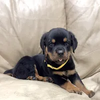 AKC Rottie pup female, a female Rottweiler for sale in Brighton, CO – 1 of 9