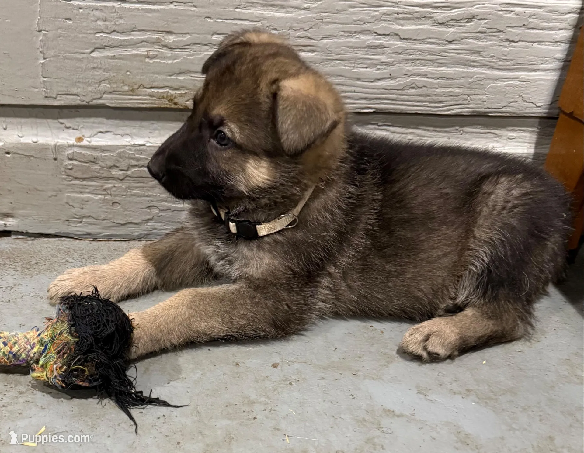 Hugh – German Shepherd Dog puppy for sale in Brighton, CO