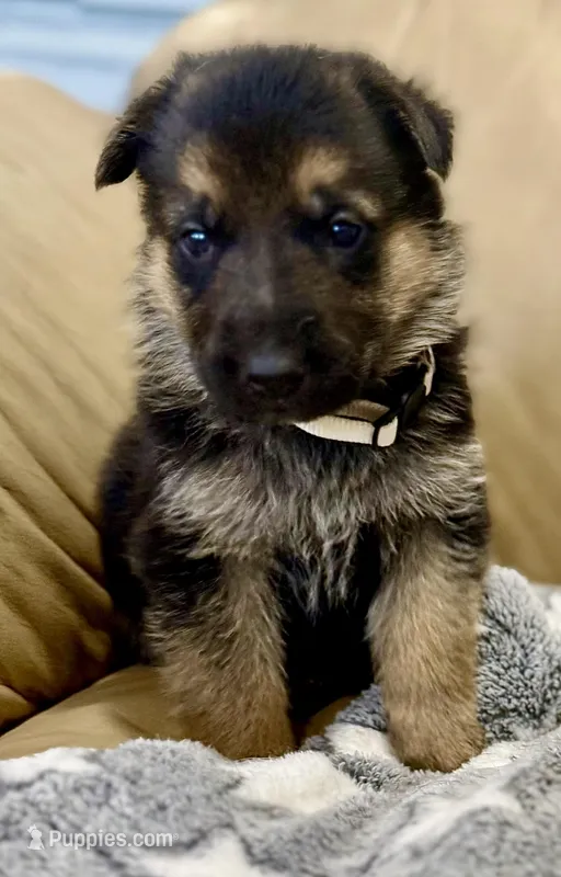 AKC German Shepherd puppy