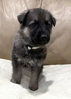 Hugh, a male German Shepherd Dog for sale in Brighton, CO – Photo 7 of 8