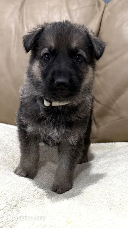 Hugh – German Shepherd Dog puppy for sale in Brighton, CO