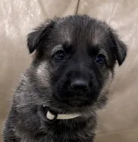 Hugh, a male German Shepherd Dog for sale in Brighton, CO – Photo 3 of 8