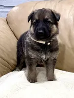 Hugh, a male German Shepherd Dog for sale in Brighton, CO – Photo 4 of 8