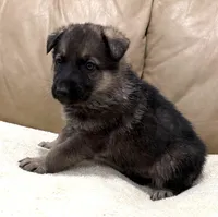 Hugh, a male German Shepherd Dog for sale in Brighton, CO – Photo 5 of 8