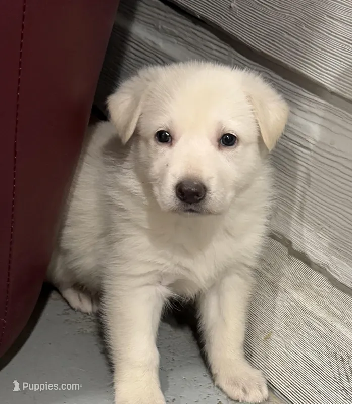 Alice – German Shepherd Dog puppy for sale in Brighton, CO