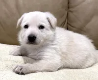 Alice, a female German Shepherd Dog for sale in Brighton, CO – Photo 4 of 4