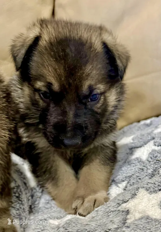 AKC German Shepherd puppy