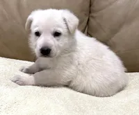 Alice, a female German Shepherd Dog for sale in Brighton, CO – Photo 3 of 4