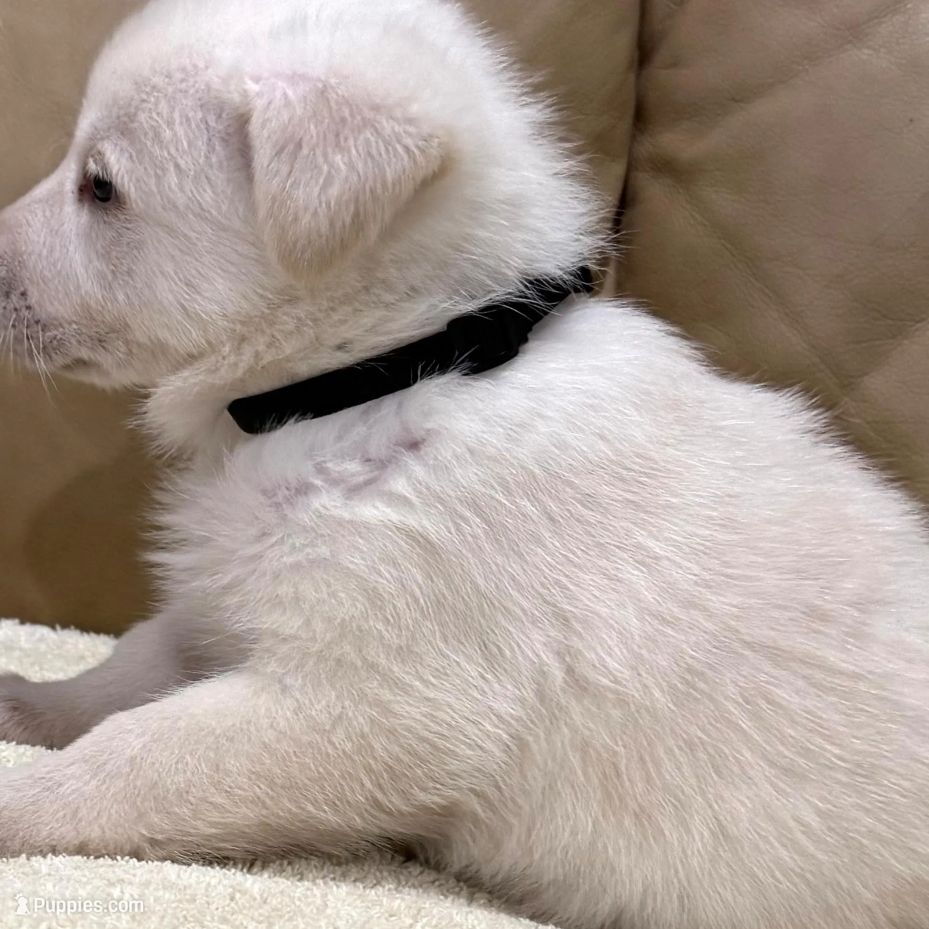 Alice, a female German Shepherd Dog for sale in Brighton, CO – Photo 2 of 4