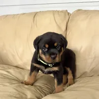 AKC Rottie pup male, a male Rottweiler for sale in Brighton, CO – 5 of 10