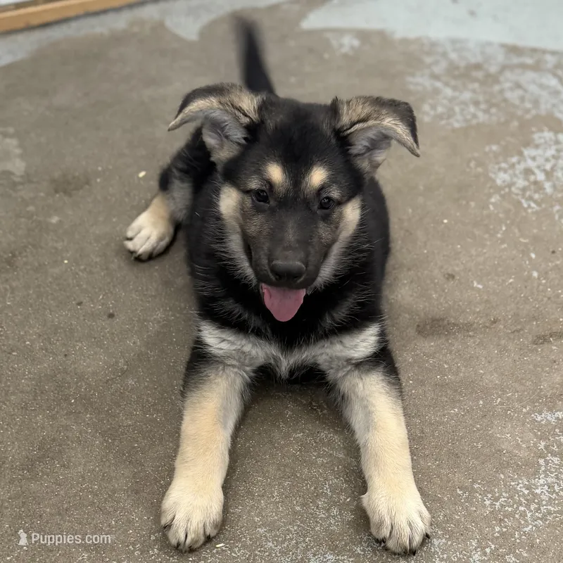 Tanya – German Shepherd Dog puppy for sale in Brighton, CO