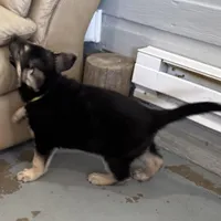 Tanya, a female German Shepherd Dog for sale in Brighton, CO – Photo 4 of 5