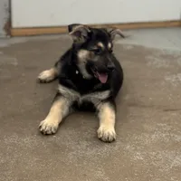 Tanya, a female German Shepherd Dog for sale in Brighton, CO – Photo 3 of 5