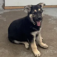 Tanya, a female German Shepherd Dog for sale in Brighton, CO – Photo 2 of 5