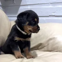 AKC Rottweiler puppy female, a female Rottweiler for sale in Brighton, CO – 5 of 10