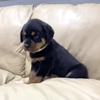 AKC Rottweiler puppy female, a female Rottweiler for sale in Brighton, CO – 4 of 10