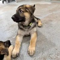 AKC German Shepherd puppy , a female German Shepherd Dog for sale in Brighton, CO – 5 of 10