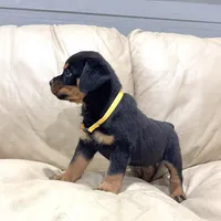 AKC Rottie pup female, a female Rottweiler for sale in Brighton, CO – 4 of 9