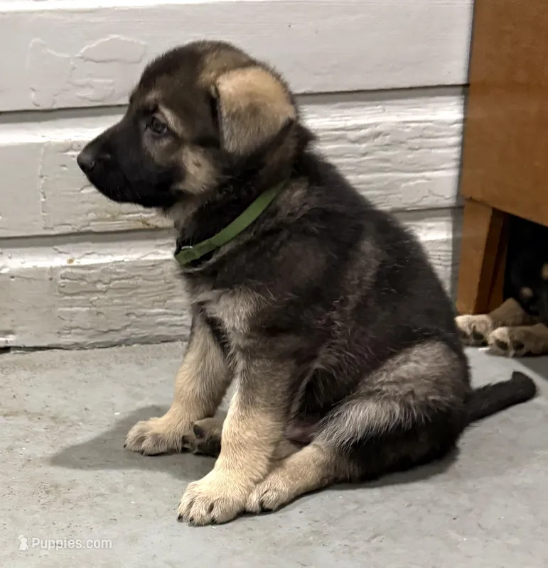 Carl – German Shepherd Dog puppy for sale in Brighton, CO