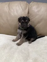 Carl, a male German Shepherd Dog for sale in Brighton, CO – Photo 6 of 6