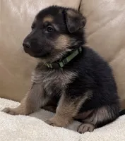 Carl, a male German Shepherd Dog for sale in Brighton, CO – Photo 4 of 6