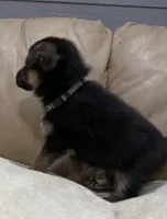 Carl, a male German Shepherd Dog for sale in Brighton, CO – Photo 2 of 6