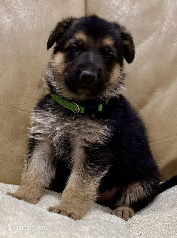 Carl – German Shepherd Dog puppy for sale in Brighton, CO
