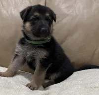Carl, a male German Shepherd Dog for sale in Brighton, CO – Photo 3 of 6