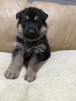 Carl, a male German Shepherd Dog for sale in Brighton, CO – Photo 5 of 6