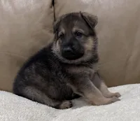 Finley, a male German Shepherd Dog for sale in Brighton, CO – Photo 4 of 5