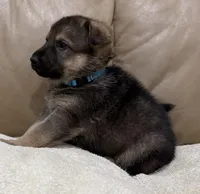 Finley, a male German Shepherd Dog for sale in Brighton, CO – Photo 2 of 5