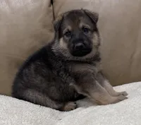 Finley, a male German Shepherd Dog for sale in Brighton, CO – Photo 3 of 5