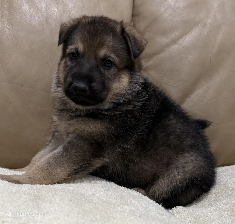 Finley – German Shepherd Dog puppy for sale in Brighton, CO
