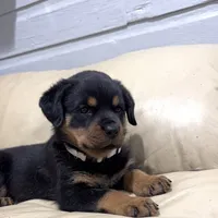 AKC Rottweiler puppy female, a female Rottweiler for sale in Brighton, CO – 9 of 10