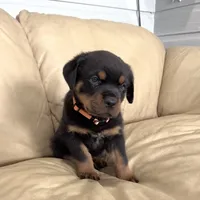 AKC Rottweiler puppy male, a male Rottweiler for sale in Brighton, CO – 4 of 10