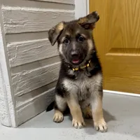 German Shepherd pup, a female German Shepherd Dog for sale in Brighton, CO – 2 of 10