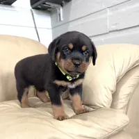 AKC Rottie pup male, a male Rottweiler for sale in Brighton, CO – 8 of 10