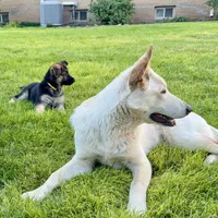 German Shepherd pup, a female German Shepherd Dog for sale in Brighton, CO – 5 of 10