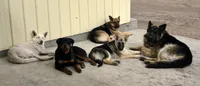 AKC German Shepherd puppy , a female German Shepherd Dog for sale in Brighton, CO – 7 of 10