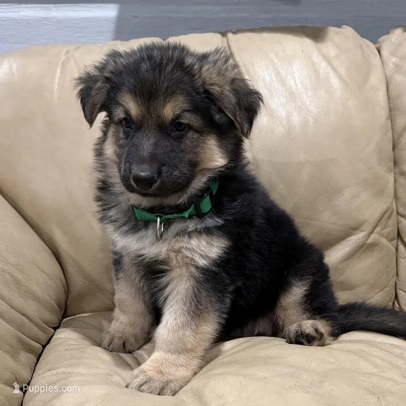 Thomas – German Shepherd Dog puppy for sale in Denver, CO
