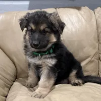 Thomas, a male German Shepherd Dog for sale in Denver, CO – Photo 1 of 6