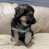 Thomas, a male German Shepherd Dog for sale in Denver, CO – Photo 3 of 6