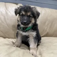 Thomas, a male German Shepherd Dog for sale in Denver, CO – Photo 5 of 6