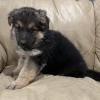 Thomas, a male German Shepherd Dog for sale in Denver, CO – Photo 6 of 6