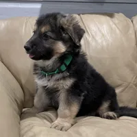 Thomas, a male German Shepherd Dog for sale in Denver, CO – Photo 2 of 6