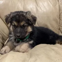 Thomas, a male German Shepherd Dog for sale in Denver, CO – Photo 4 of 6