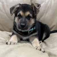 Tucker, a male German Shepherd Dog for sale in Brighton, CO – Photo 9 of 9