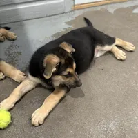 Tucker, a male German Shepherd Dog for sale in Brighton, CO – Photo 6 of 9
