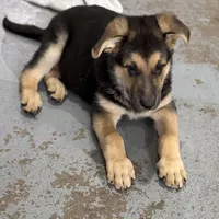 Tucker, a male German Shepherd Dog for sale in Brighton, CO – Photo 5 of 9