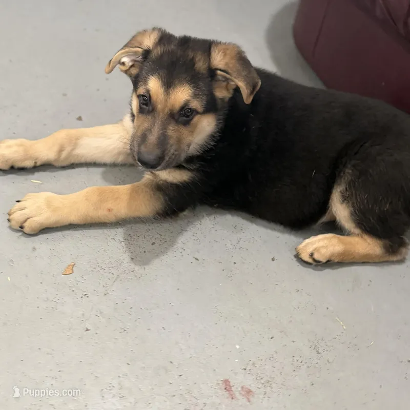 Tucker – German Shepherd Dog puppy for sale in Brighton, CO